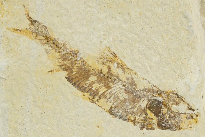 Bargain, Detailed Fossil Fish (Knightia) - Wyoming #340823